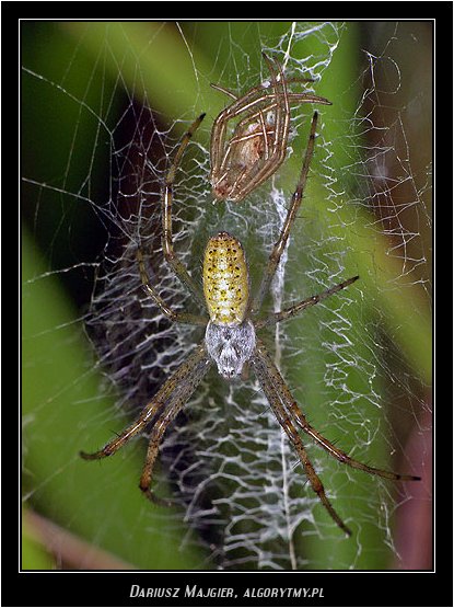 Argiope bruennichi (Tygrzyk paskowany)