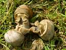 Helix pomatia (�limak winniczek)