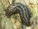 Limax maximus (Pomr�w wielki)
